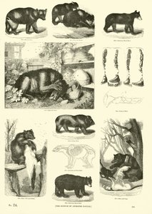 Page from The Pictorial Museum of Animated Nature