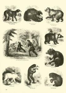 Page from The Pictorial Museum of Animated Nature
