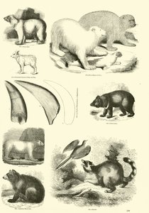 Page from The Pictorial Museum of Animated Nature