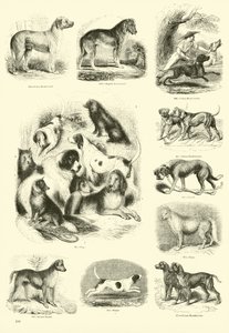 Page from The Pictorial Museum of Animated Nature