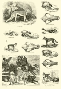 Page from The Pictorial Museum of Animated Nature