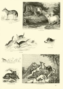 Page from The Pictorial Museum of Animated Nature