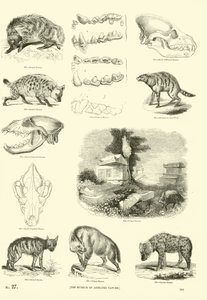 Page from The Pictorial Museum of Animated Nature by English School