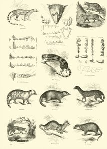 Page from The Pictorial Museum of Animated Nature