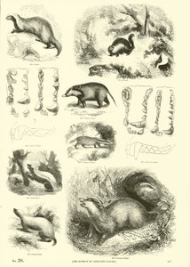 Page from The Pictorial Museum of Animated Nature