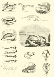Page from The Pictorial Museum of Animated Nature