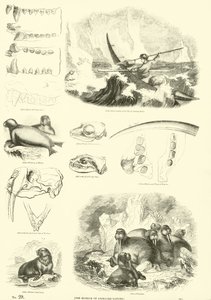 Page from The Pictorial Museum of Animated Nature by English School