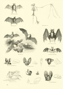Page from The Pictorial Museum of Animated Nature by English School
