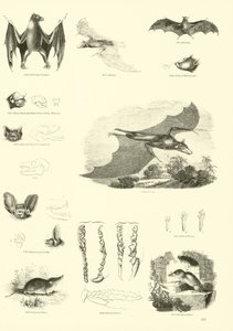 Page from The Pictorial Museum of Animated Nature by English School