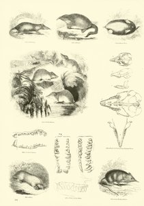 Page from The Pictorial Museum of Animated Nature by English School