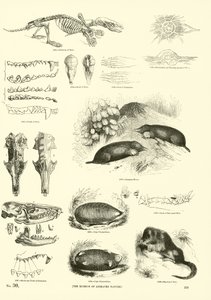 Page from The Pictorial Museum of Animated Nature