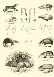 Page from The Pictorial Museum of Animated Nature by English School