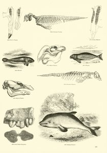 Page from The Pictorial Museum of Animated Nature