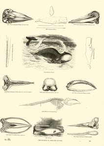 Page from The Pictorial Museum of Animated Nature