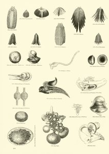Page from The Pictorial Museum of Animated Nature by English School