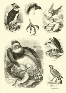 Page from The Pictorial Museum of Animated Nature