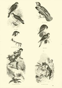 Page from The Pictorial Museum of Animated Nature by English School