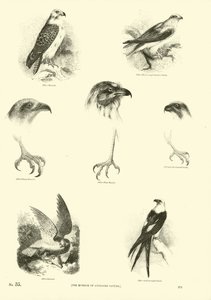 Page from The Pictorial Museum of Animated Nature