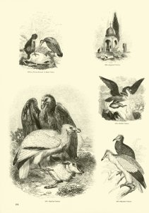 Page from The Pictorial Museum of Animated Nature