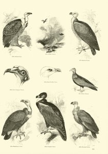Page from The Pictorial Museum of Animated Nature