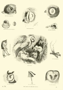 Page from The Pictorial Museum of Animated Nature