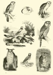 Page from The Pictorial Museum of Animated Nature by English School