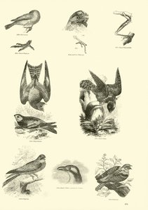 Page from The Pictorial Museum of Animated Nature