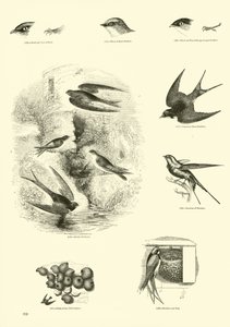 Page from The Pictorial Museum of Animated Nature