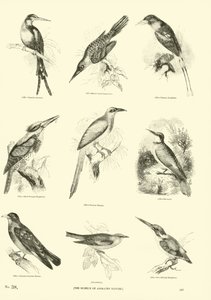 Page from The Pictorial Museum of Animated Nature by English School