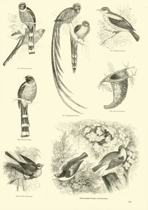 Page from The Pictorial Museum of Animated Nature