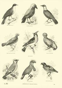 Page from The Pictorial Museum of Animated Nature by English School