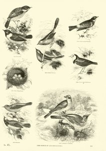 Page from The Pictorial Museum of Animated Nature