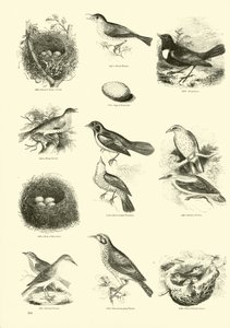 Page from The Pictorial Museum of Animated Nature
