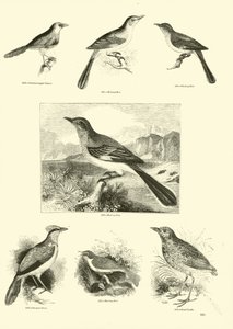 Page from The Pictorial Museum of Animated Nature