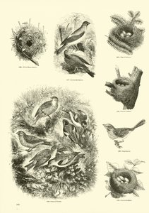 Page from The Pictorial Museum of Animated Nature by English School