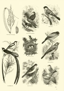 Page from The Pictorial Museum of Animated Nature