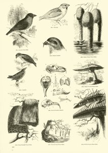 Page from The Pictorial Museum of Animated Nature