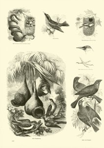 Page from The Pictorial Museum of Animated Nature