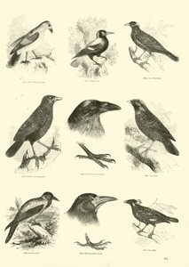 Page from The Pictorial Museum of Animated Nature