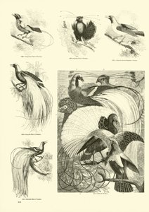 Page from The Pictorial Museum of Animated Nature by English School