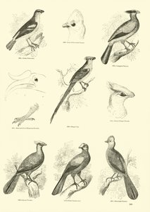 Page from The Pictorial Museum of Animated Nature