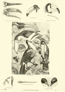 Page from The Pictorial Museum of Animated Nature by English School