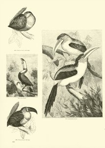 Page from The Pictorial Museum of Animated Nature by English School