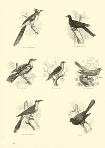 Page from The Pictorial Museum of Animated Nature by English School