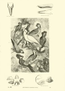 Page from The Pictorial Museum of Animated Nature