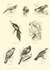 Page from The Pictorial Museum of Animated Nature by English School