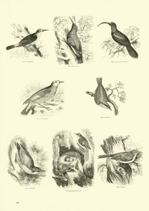 Page from The Pictorial Museum of Animated Nature by English School