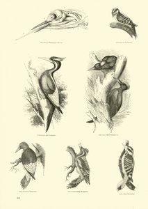 Page from The Pictorial Museum of Animated Nature