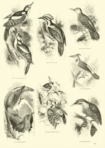 Page from The Pictorial Museum of Animated Nature