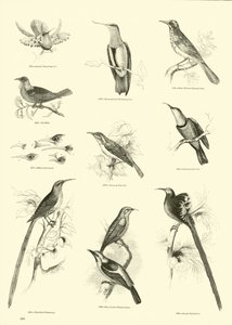 Page from The Pictorial Museum of Animated Nature